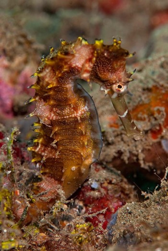 Close-Up of Adult Spiny Seahorse Poster Print by Jaynes Gallery - 13 x 20