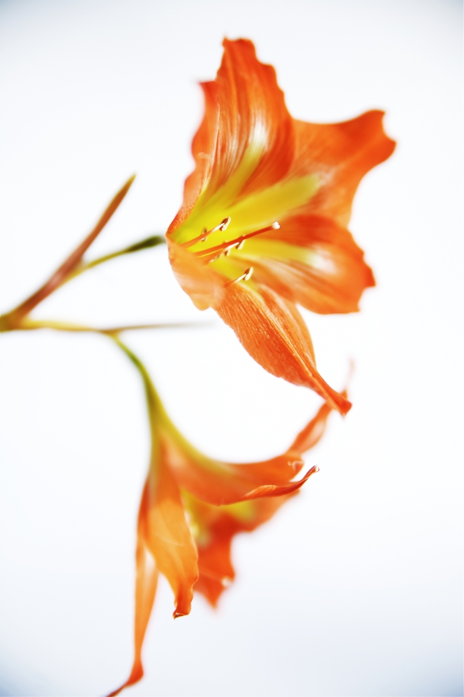 Hawaii Kauai Tiger Lily Poster Print, 11 x 17