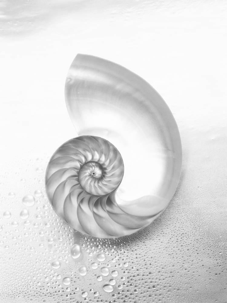Pearl Nautilus Shell Cut in Half Showing Chambers - Black & White Photograph Poster Print - 12 x 16