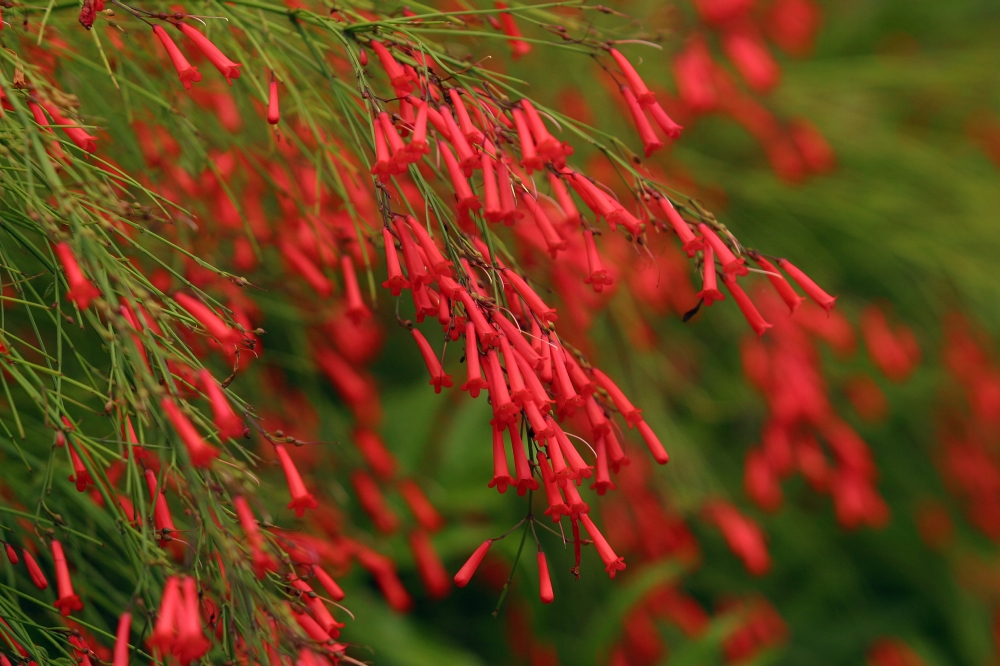 Russelia Equisetiformis Firecracker Plant Poster Print, 36 x 24 - Large
