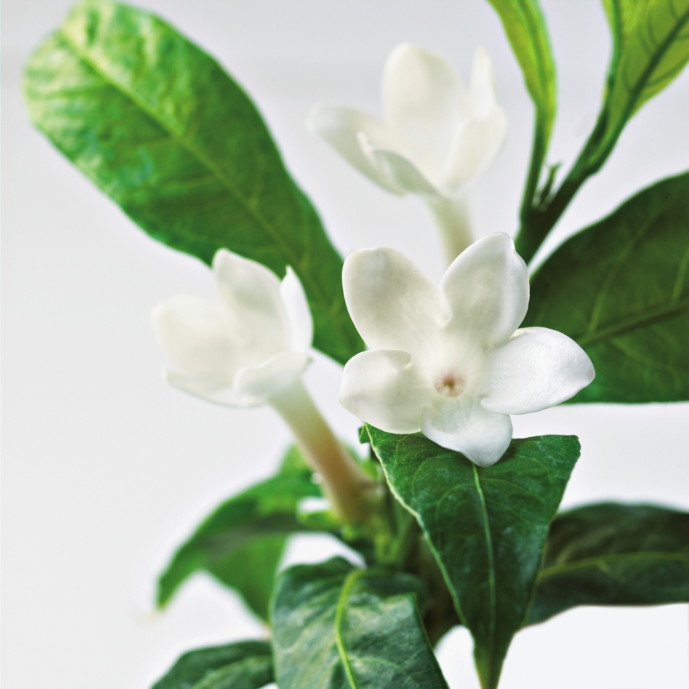 Picture of Design Pics DPI2118627 Close-Up of Jasmine Plant in Bloom Poster Print, 15 x 15
