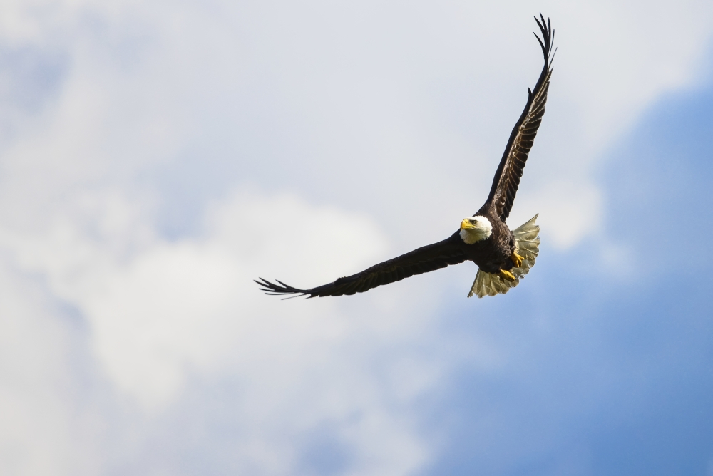 A Bald Eagle Soars Over The Serpentine River Looking for Fish - Surrey British Columbia Canada Poster Print - 19 x 12 in.