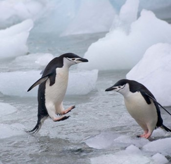 Chinstrap Penguins On Ice Antarctica Poster Print by Keren Su - 12 x 12