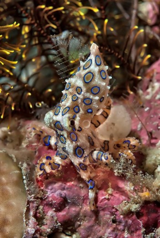 Blue-Ring Octopus & Coral Raja Ampat Papua Indonesia Poster Print by Jaynes Gallery - 13 x 20