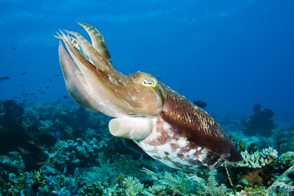 Indonesia Cuttlefish - Sepia Latimanus - Komodo Poster Print