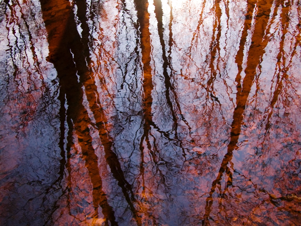 As Above So Below Massachusetts Seekonk Caratunk Wildlife Refuge Tree Reflections On Water Poster Print - 32 x 24 - Large