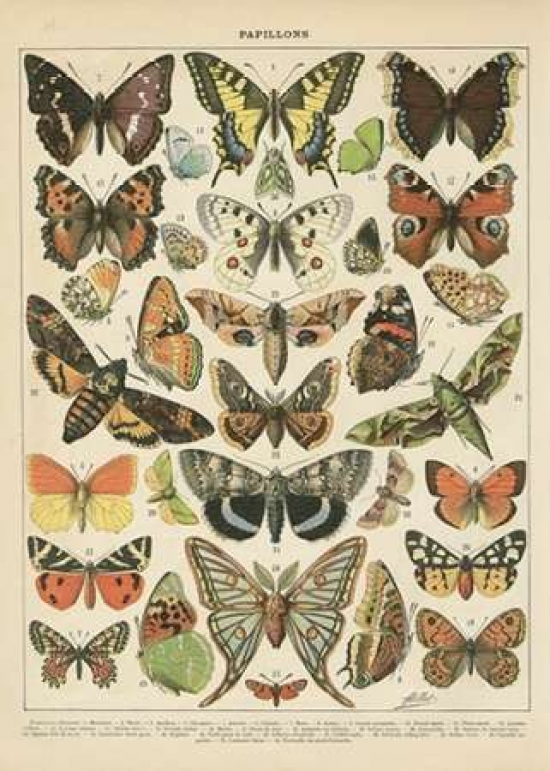 Papillons I Poster Print by Gwendolyn Babbitt, 10 x 14 - Small