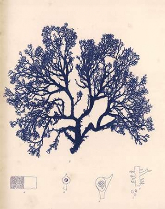 Blue Botanical Study I Poster Print by Kimberly Poloson - 8 x 10 - Small