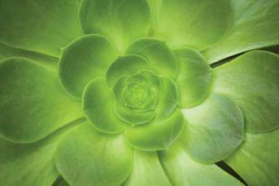 Succulent I Poster Print by Karyn Millet - 12 x 18 - Small