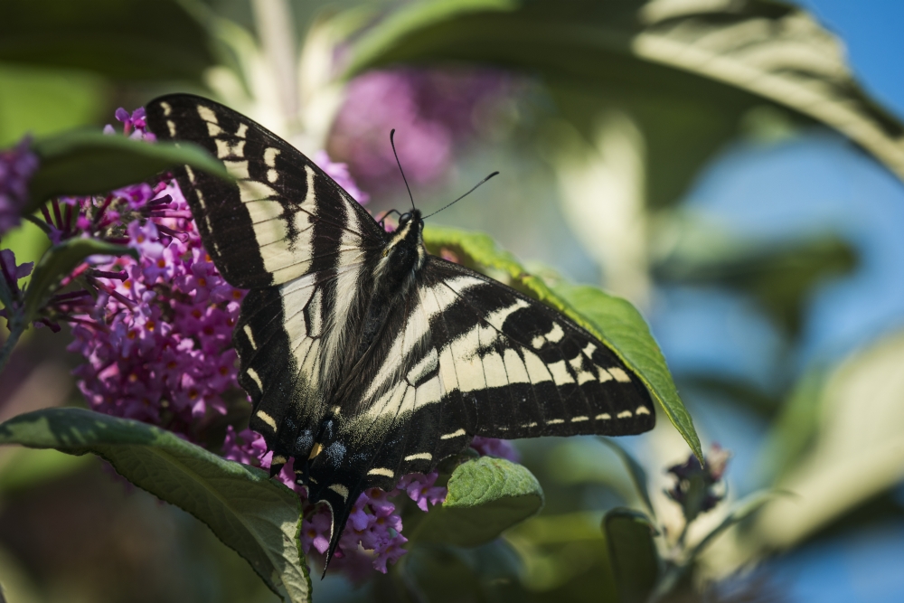 DPI12279056 A Swallowtail Butterfly Seeks Nectar From A Butterfly Bush - Astoria Oregon United States of America Print - 19 x 12 in.