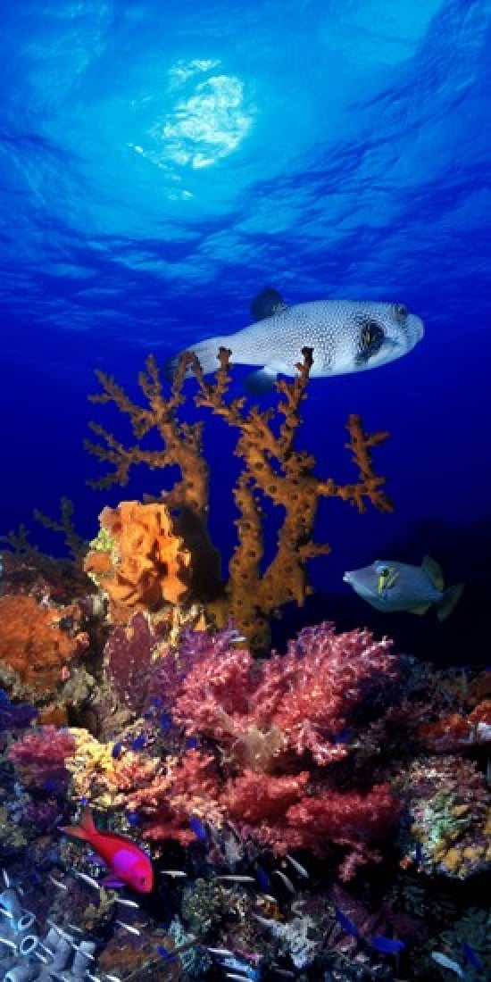 Underwater View of Bristly Puffer Fish, Arothron Hispidus with Triggerfish & Anthias Fishes Poster Print, 12 x 6