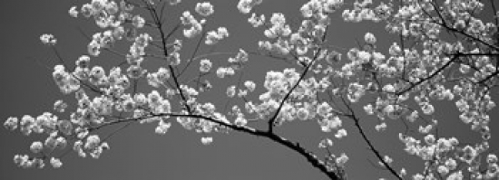 Cherry Blossoms Washington Dc USA Poster Print, 18 x 7