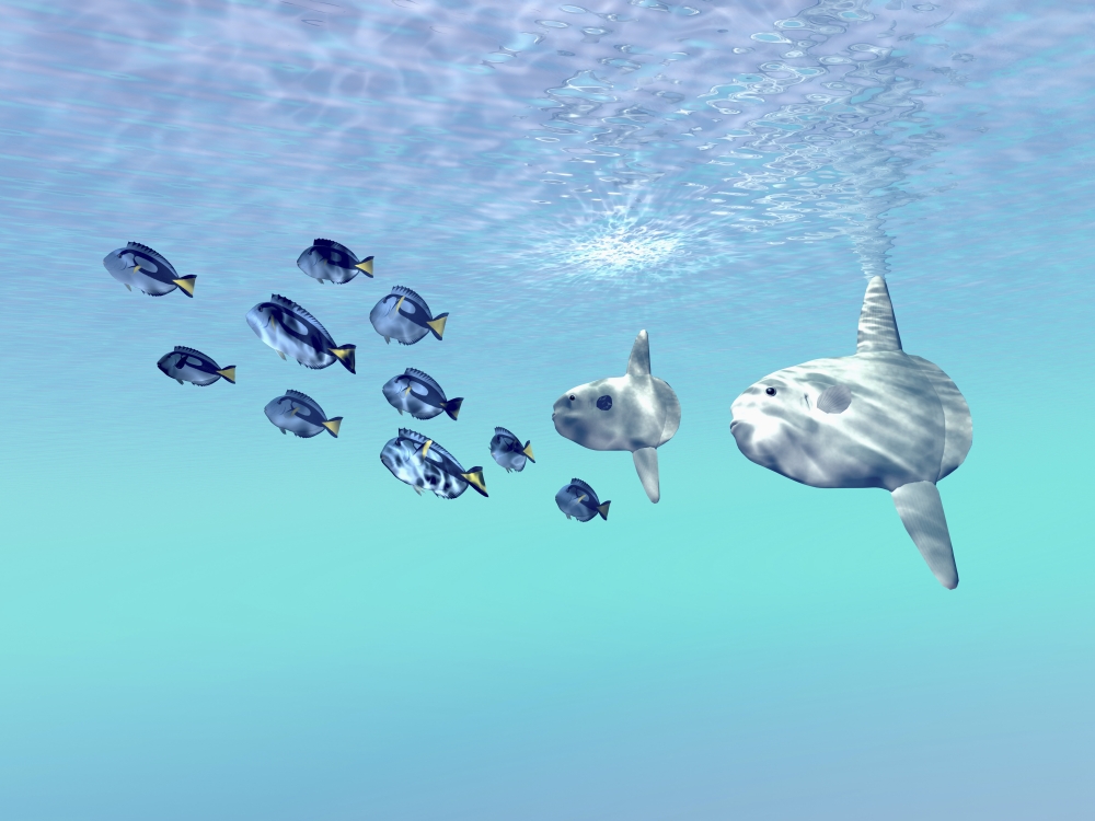 StockTrek Images PSTCFR300049ULARGE Two Large Sunfish Escort A School of Blue Tango Fish in The Clear Sunlit Ocean Poster Print, 32 x 24 - Large