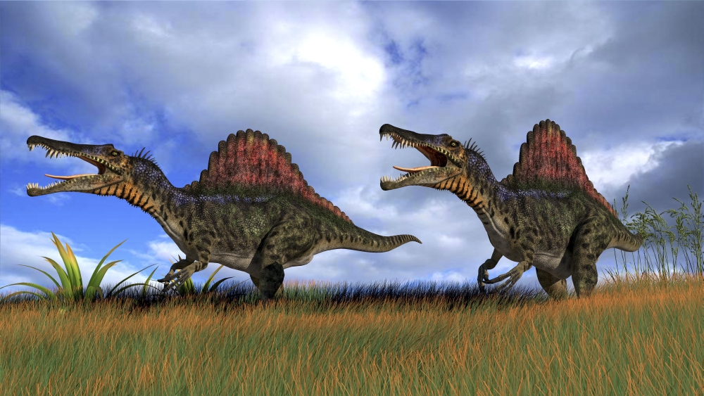 Two Spinosaurus Dinosaurs Hunting in Prehistoric Grasslands Poster Print 18 x 10