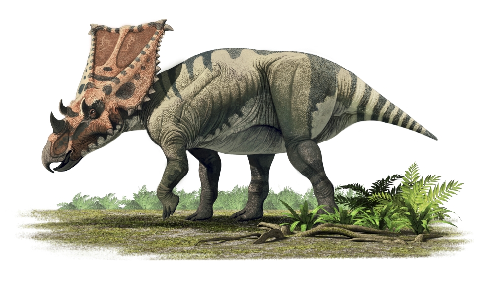 Chasmosaurus Belli A Ceratopsian From The Maastrichtian - Late Cretaceous of North America Poster Print - 18 x 10