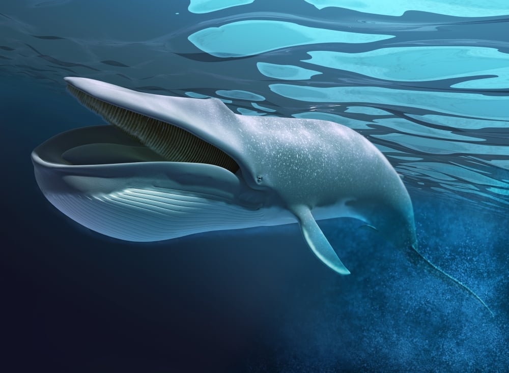 Blue Whale Swimming Underwater with Bubbles Trail & Caustics On Water Surface Poster Print - Blue - 16 x 12