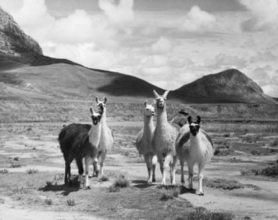 Five Llamas Standing in A Field Peru, Lama Glama Poster Print, 18 x 24