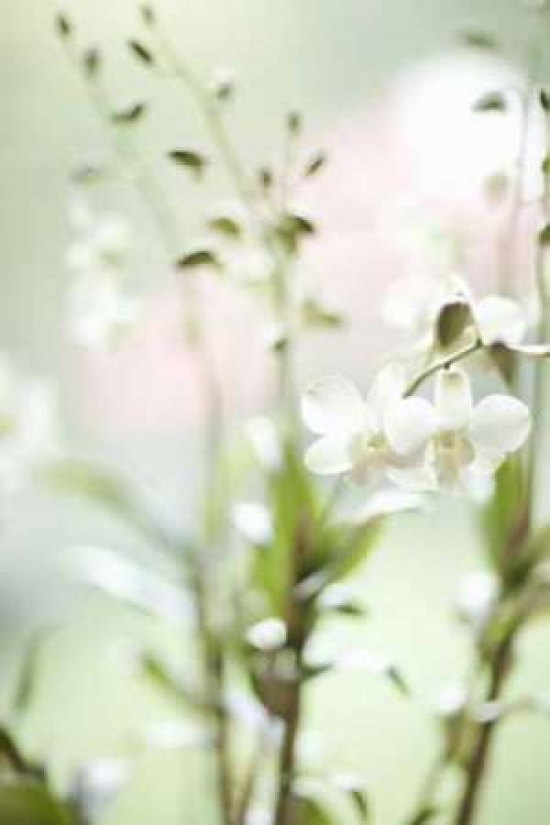 White Orchid I Poster Print by Karyn Millet - 12 x 18 - Small