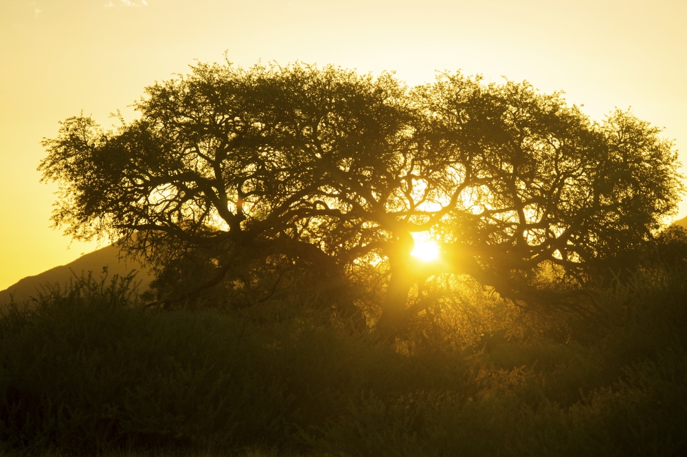 Tree Silhouetted by The Sun at Dusk - Namibia Poster Print - 19 x 12 in.