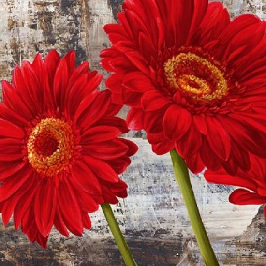 Red Gerberas I Poster Print by Jenny Thomlinson, 12 x 12 - Small