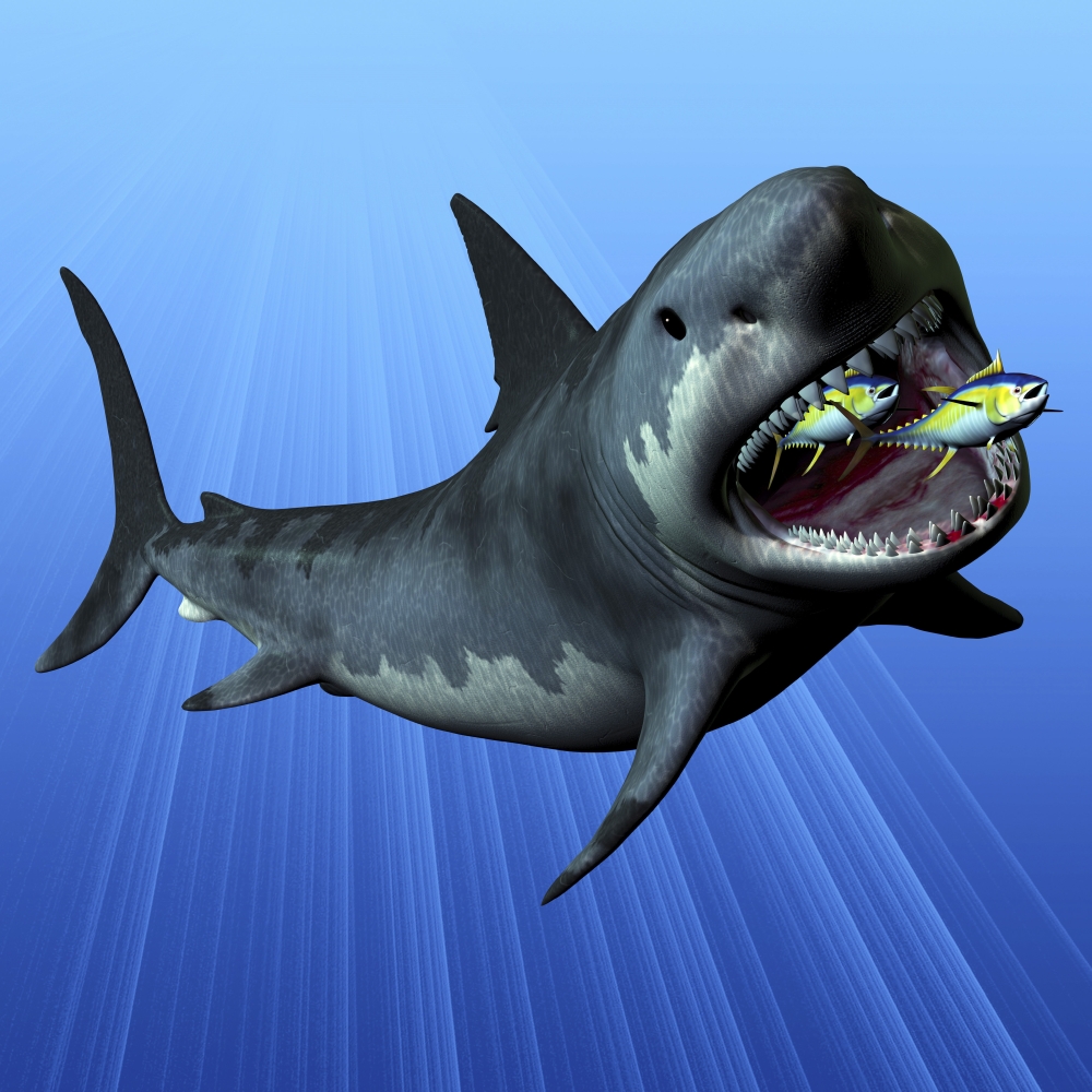 A Cenozoic Era Megalodon Devours Two Swimming Tuna Poster Print, 14 x 14