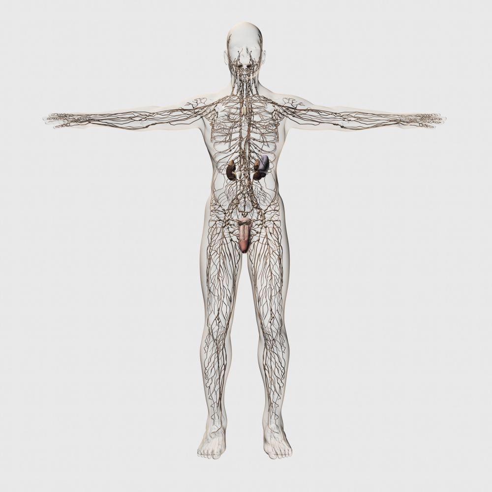 Three Dimensional Medical Illustration of Male Lymphatic System & Reproductive Organs Front View Poster Print, 28 x 28 - Large