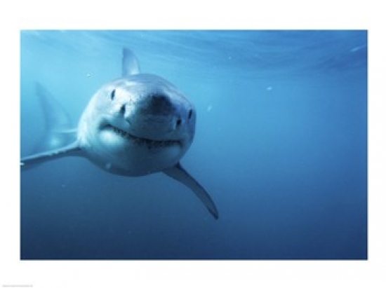 Great White Shark Poster Print - 24 x 18