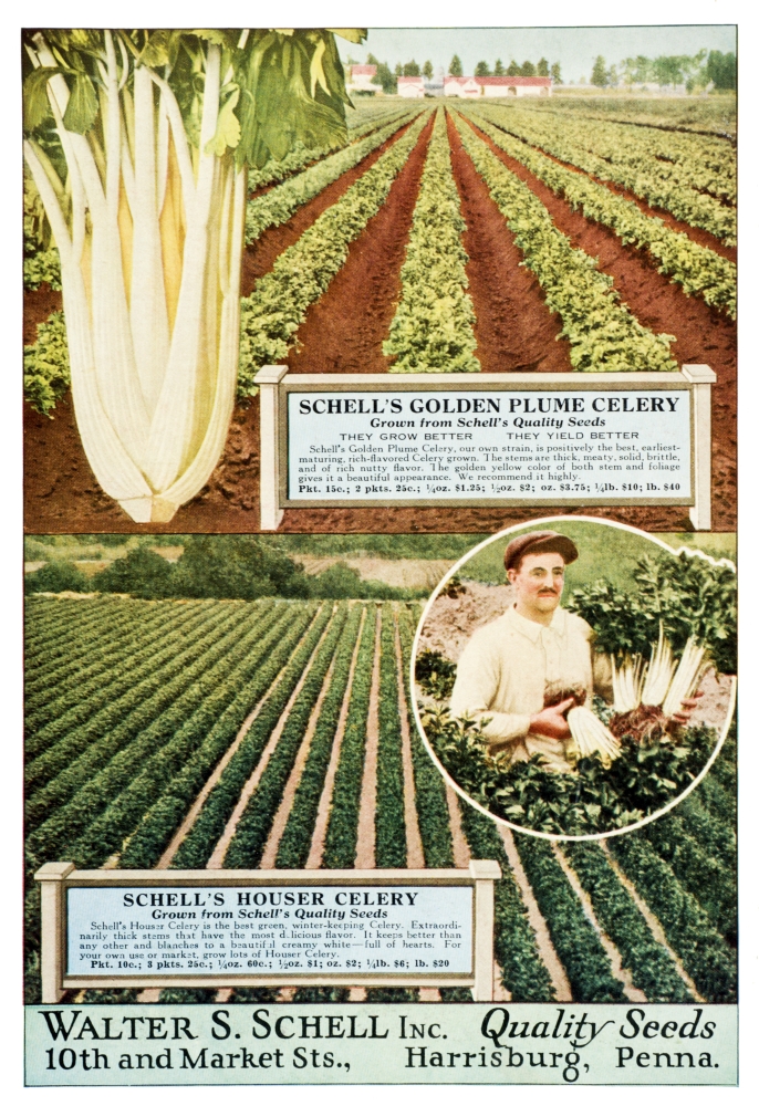 DPI12272555LARGE Historic Walter S. Schell Seed Catalog From 20th Century Poster Print - 24 x 36 in. - Large