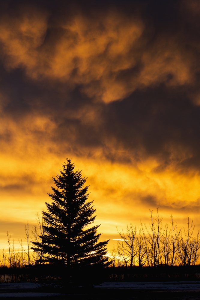 Silhouetted Evergreen Tree with Dramatically Colourful Clouds at Sunrise - Calgary Alberta Canada Print - 24 x 38 in. - Large