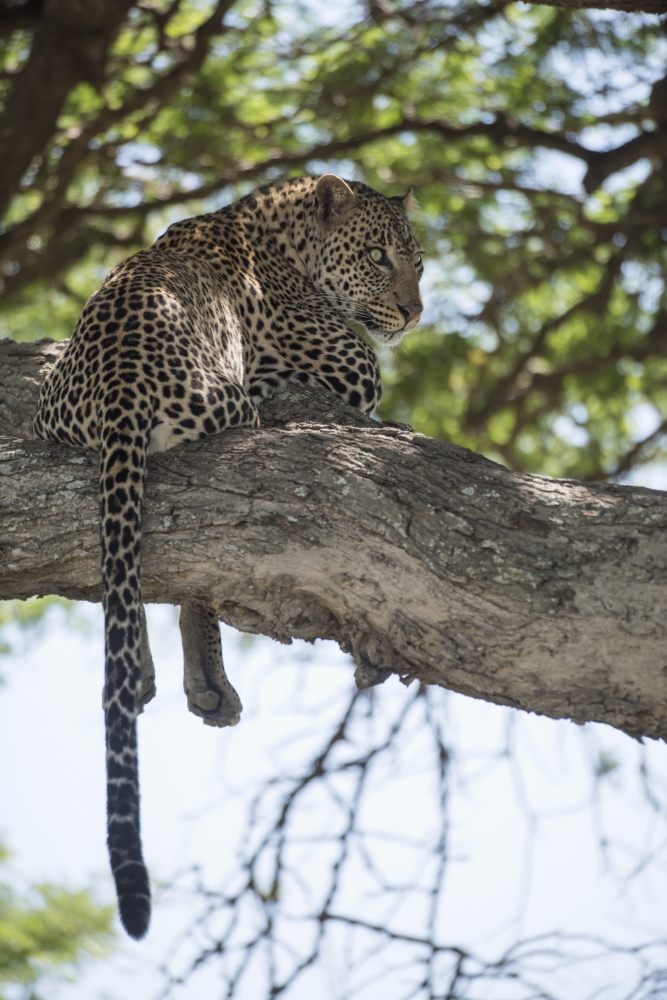 DPI12273595 Leopard Resting in Tree Near Ndutu Ngorongoro Crater Conservation Area - Tanzania Poster Print - 12 x 19 in.