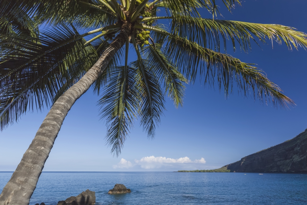 Coconut Palm (Cocos Nucifera) On Kealakekua Bay With View Of Captain Cook Monument Kona Hawaii Island Of Hawaii -  Posterazzi, DPI12283159
