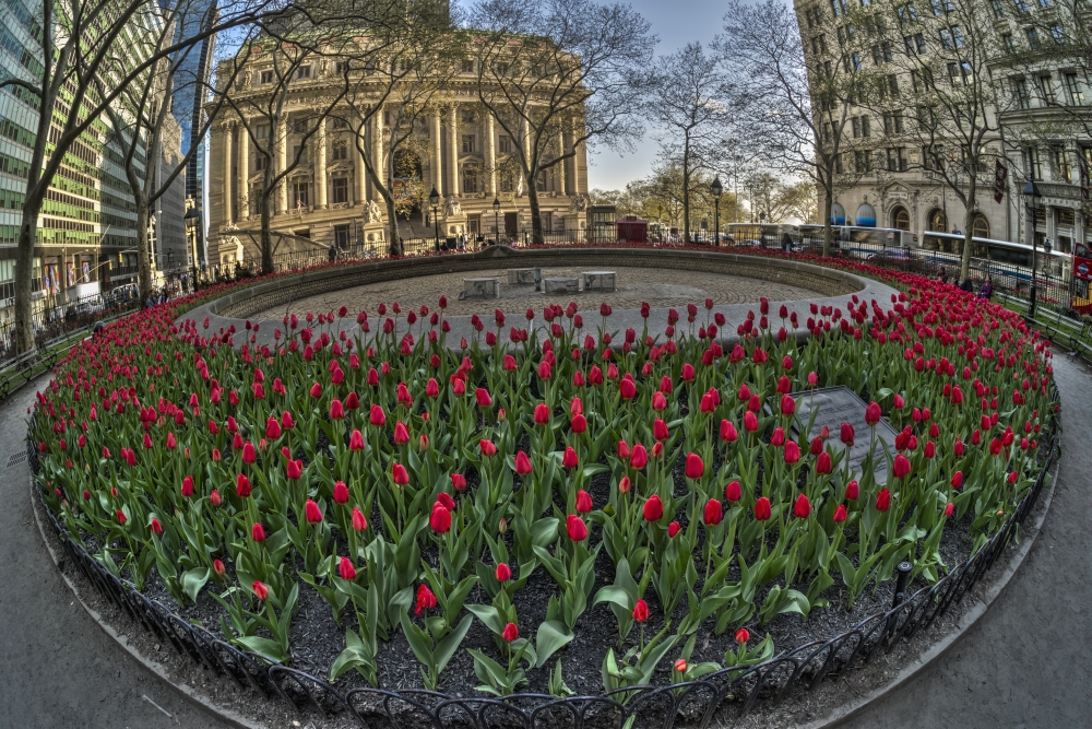 Tulip Display in Bowling Green Park - New York City United States of America Poster Print