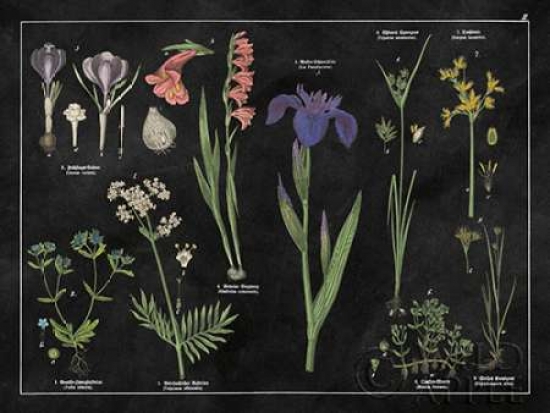 PDX21976SMALL Botanical Floral Chart II Black & White Poster Print by Wild Apple Portfolio, 11 x 14 - Small