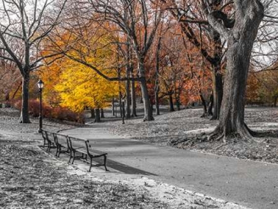 Pathway Through Central Park New York Poster Print by Assaf Frank - 9 x 12 - Small