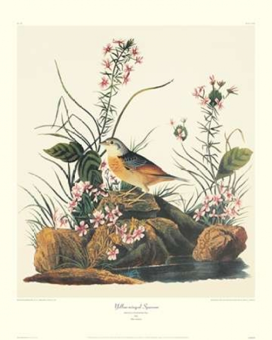 Bentley Global Arts PDX132806SMALL Yellow-Winged Sparrow, Decorative Border Poster Print by John James Audubon, 8 x 10 - Small