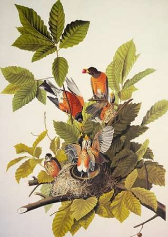 American Robin Poster Print by John James Audubon, 10 x 14 - Small