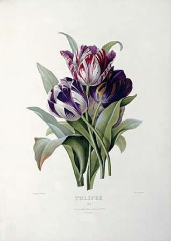 Tulips Poster Print by Pierre Joseph Redoute - 10 x 14 - Small