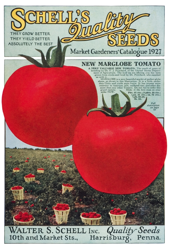 Historic Schells Seed Catalog with Illustration of Marglobe Tomato From 20th Century Poster Print - 12 x 18 in.