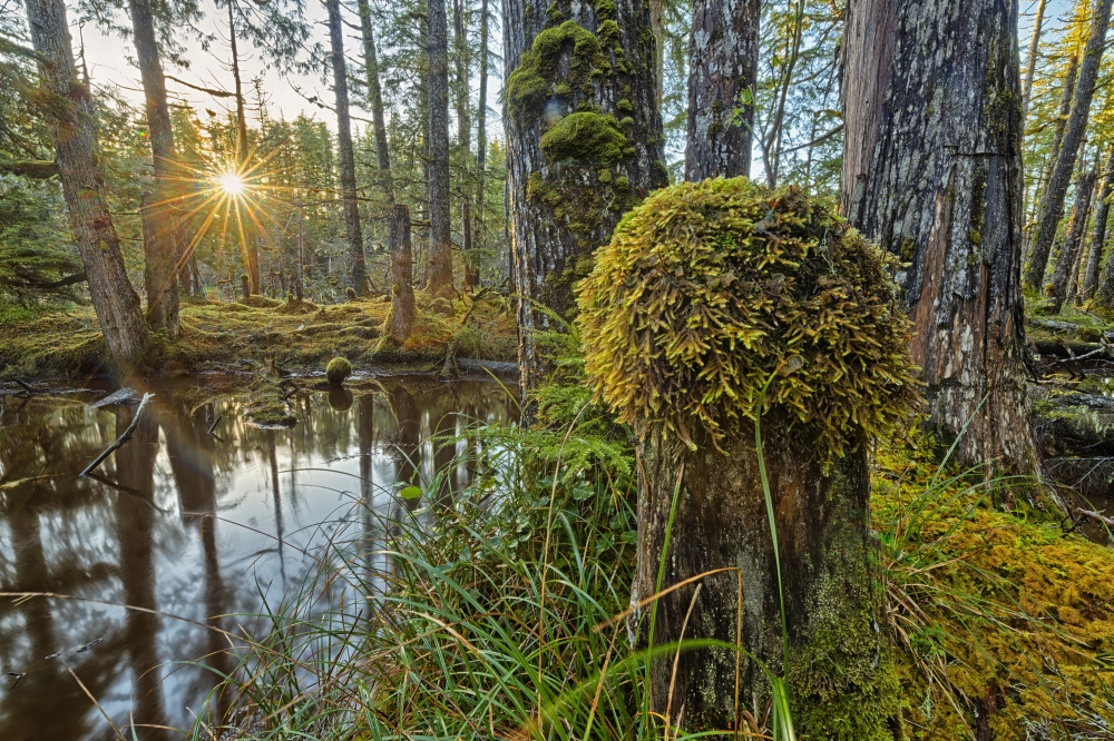 Sunlight Streams Through The Rainforest of Naikoon Provincial Park Which is on Haida Gwaii - British Columbia Poster Print - 19 x 12 in.
