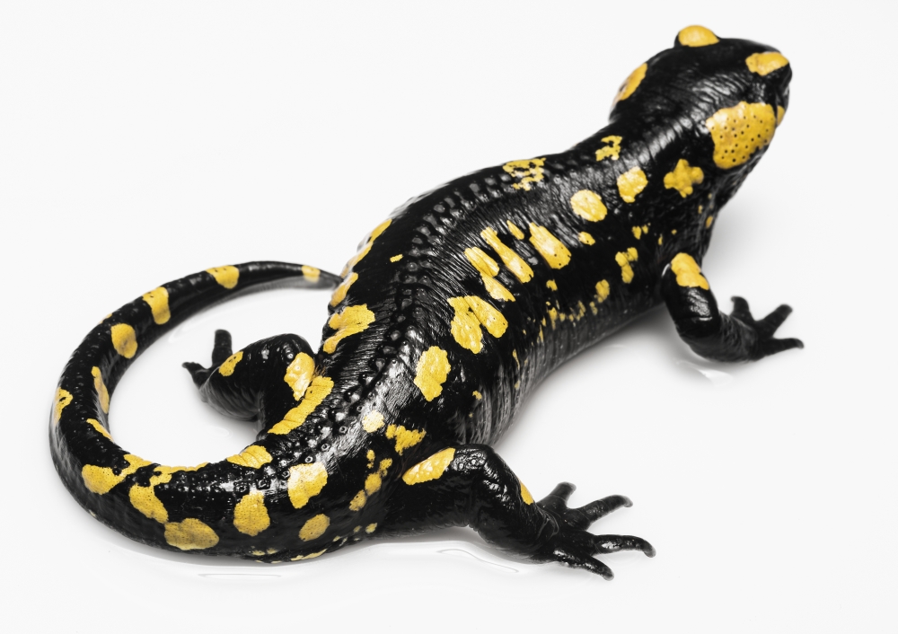 Salamander Caudata on A White Background - Tarifa Cadiz Andalusia Spain Poster Print - 38 x 26 in. - Large