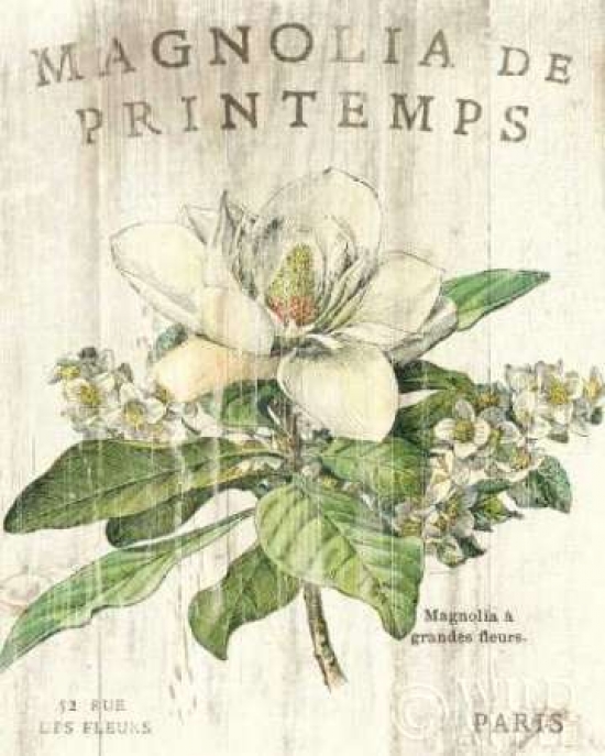 Magnolia De Printemps Poster Print by Sue Schlabach - 8 x 10 - Small