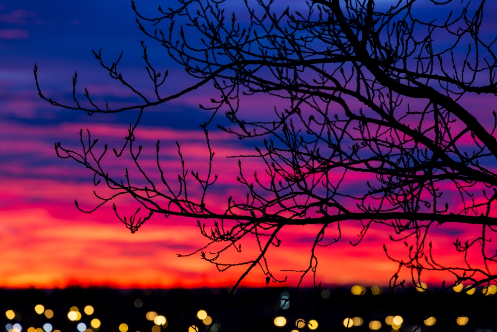 Close Up of Silhouetted Tree Branches with Dramatically Colourful Clouds at Sunrise with Blurred City Lights - Calgary Poster Print - 19 x 12 in.