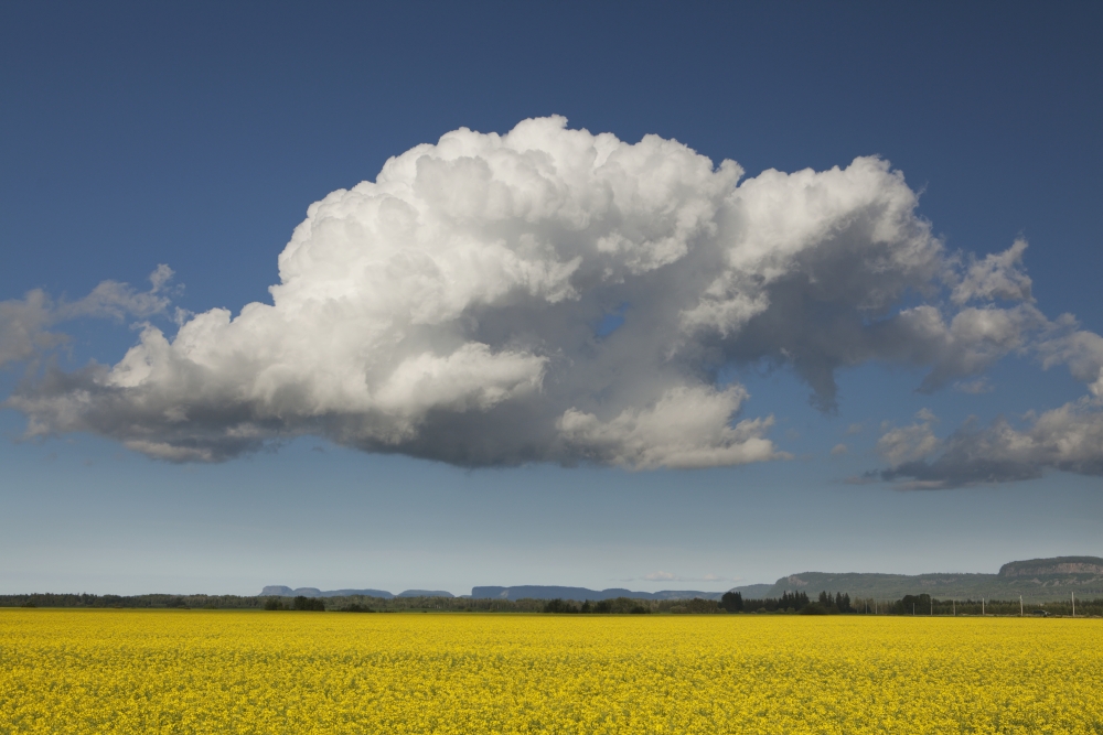 DPI12273012LARGE Canola Field with Blue Sky & Cloud - Thunder Bay Ontario Canada Poster Print - 38 x 24 in. - Large