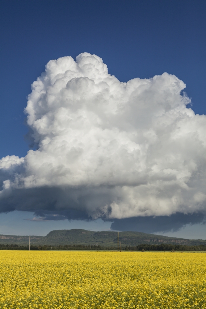 DPI12273013 Canola Field with Blue Sky & Cloud - Thunder Bay Ontario Canada Poster Print - 12 x 19 in.