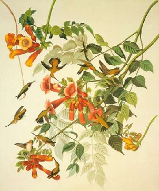 Ruby-Throated Hummingbird Poster Print by John James Audubon, 20 x 24 - Large