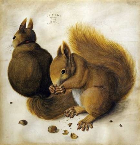Bentley Global Arts PDX266558SMALL Two Squirrels One Eating A Hazelnut Poster Print by Albrecht Durer, 12 x 12 - Small