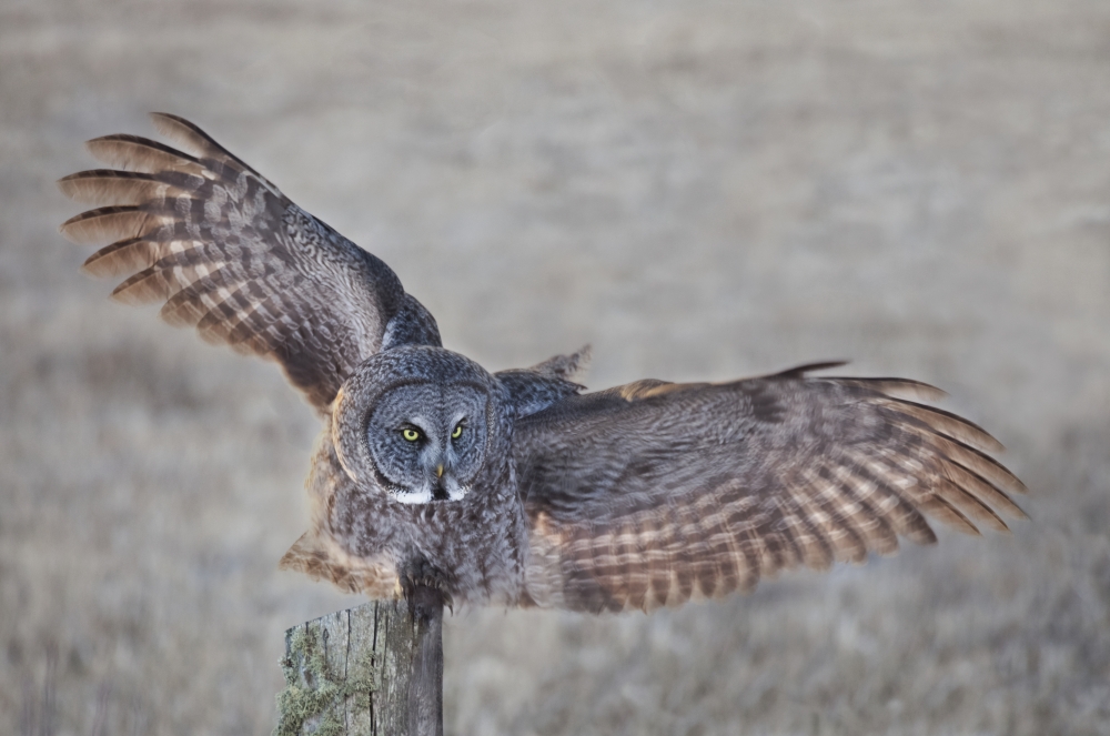 Great Grey Owl Strix Nebulosa on Fence Post - Thunder Bay Ontario Canada Poster Print - 38 x 24 in. - Large