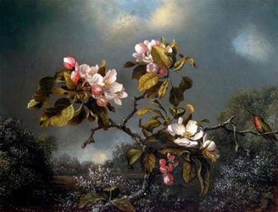 Apple Blossom & Hummingbird Poster Print by Martin Johnson Heade - 9 x 12 - Small