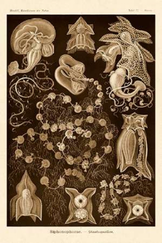 Bentley Global Arts PDX449741LARGE Haeckel Nature Illustrations - Siphoneae Hydrozoa - Sepia Tint Poster Print by Ernst Haeckel, 24 x 36 - Large