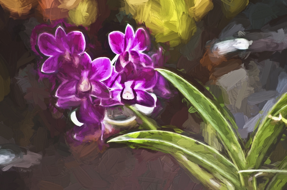 DPI12278230LARGE Purple Vanda Orchid - Honolulu Oahu Hawaii United States of America Poster Print - 38 x 24 in. - Large